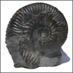 Acanthohoplites & Eogaudryceras