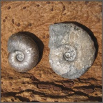 Desmoceratidae