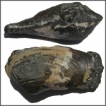 Panopaea gurgiris