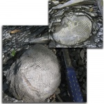 Eucymatoceras
