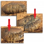 Epicheloniceras