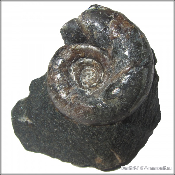 Eogaudryceras