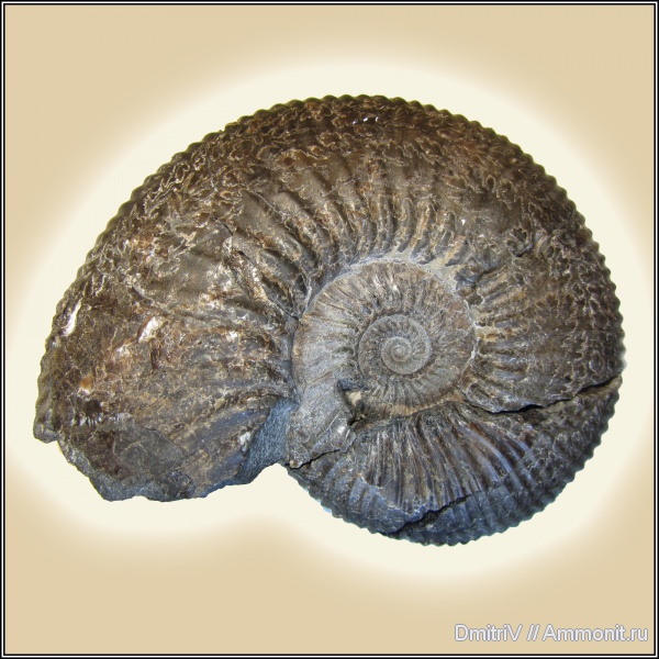 Acanthohoplites