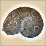 Acanthohoplites