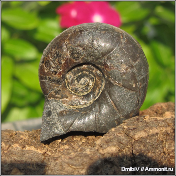 Eogaudryceras