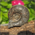 Eogaudryceras