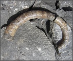 Pseudocrioceratites