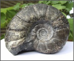 Eogaudryceras