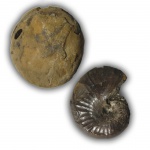 Phyllopachyceras prendeli