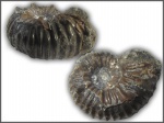 Epicheloniceras