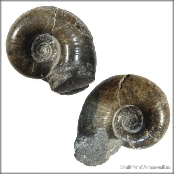 Lytoceras