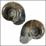 Lytoceras