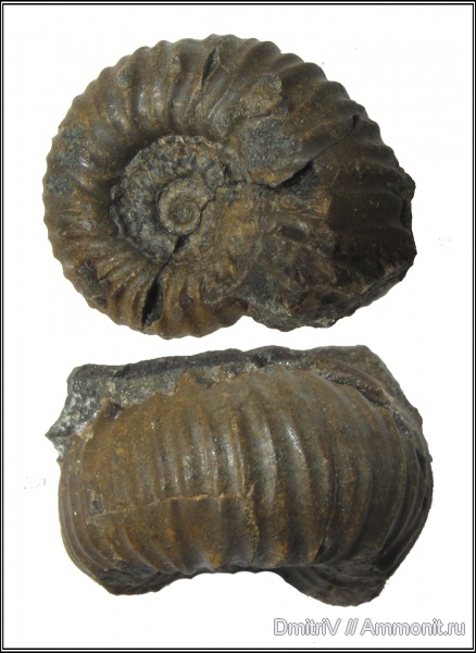 Epicheloniceras
