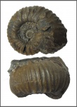 Epicheloniceras