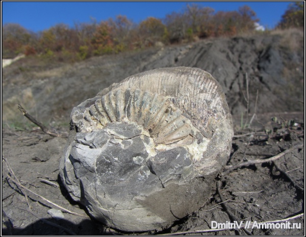 аммониты, конкреции, Ammonites