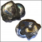 Kachpurites sp. & Craspedites nekrassovi