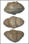 Asaphus sp.
