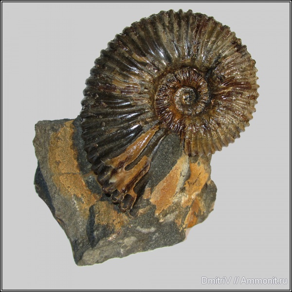 Acanthohoplites
