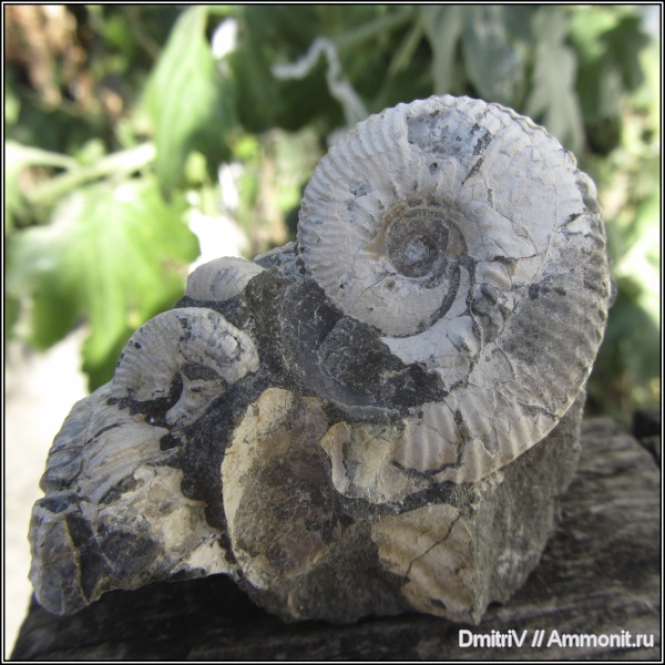 Acanthohoplites