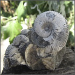 Acanthohoplites