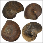 Phyllopachyceras prendeli