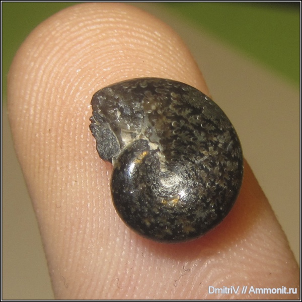 Phylloceratidae