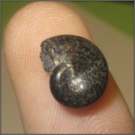 Phylloceratidae
