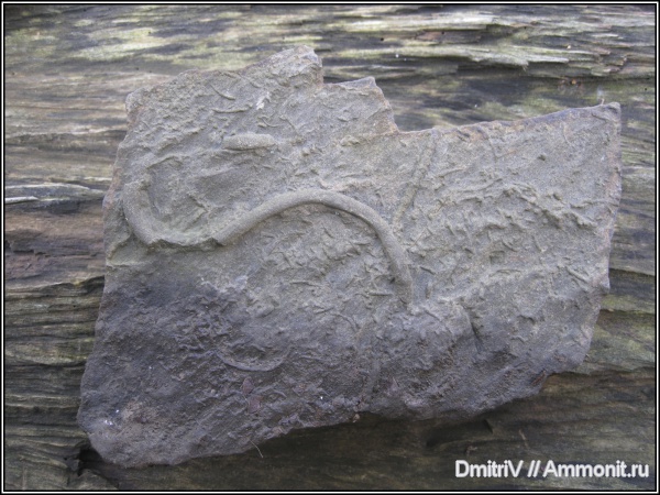 серпулы, Serpulidae