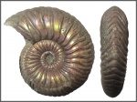 Vertumniceras mariae