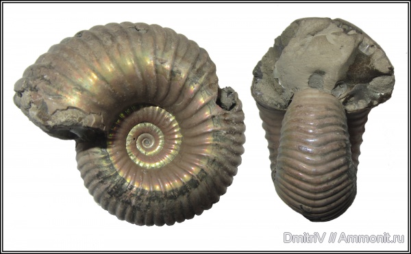 юра, верхний келловей, Дубки, Eboraciceras, Eboraciceras carinatum, Jurassic