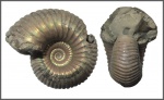 Eboraciceras carinatum