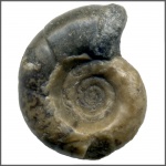 Eogaudryceras