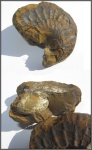 Phyllopachyceras prendeli