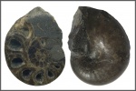 Phylloceratidae в разрезе