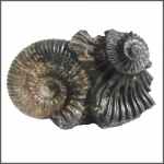 Acanthohoplites