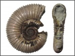 Peltoceras sp. Peltoceras sp.