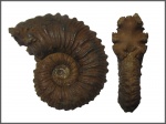 Kosmoceras cf. duncani