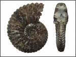 Deshayesites sp.