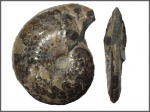 Aconeceras trautscholdi