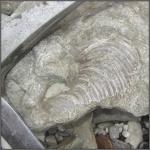 Створка Inoceramus (?)