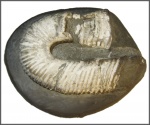 Hamites