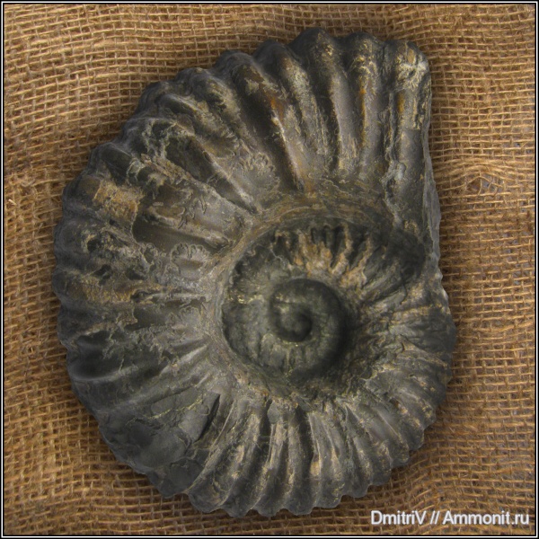 Acanthohoplites