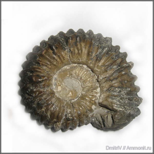 Parahoplitidae