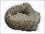 Hamites - 2