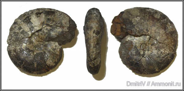 Phylloceratidae