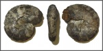 Аммонит из сем.    Phylloceratidae