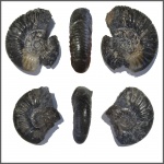 Pseudohaploceras-ы