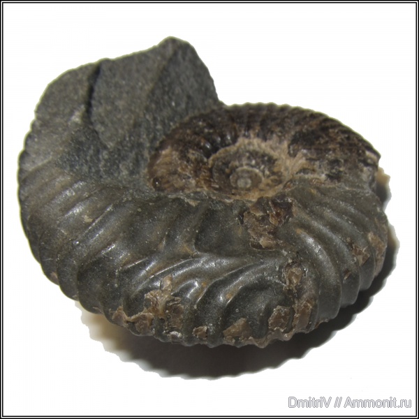 прижизненные повреждения, Acanthohoplites, р. Дефань, ammonoid sublethal injuries