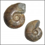 Две Zuercherella sp.
