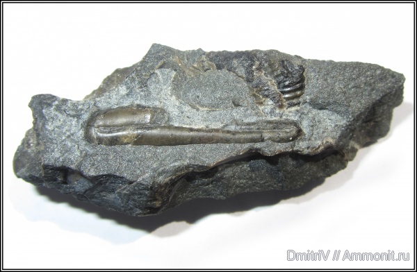 гетероморфные аммониты, Ptychoceras, heteromorph ammonites